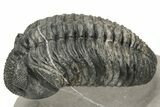 Large Phacopid (Drotops) Trilobite - Multi-Toned Shell Color #235808-1